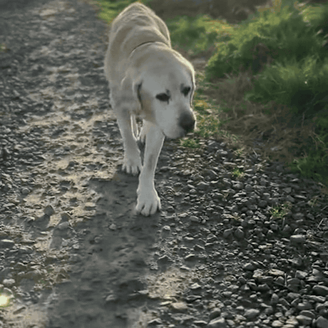 Oudere hond loopt weer mee