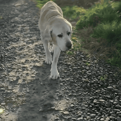 Oudere hond loopt weer mee