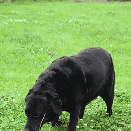 hond in het gras