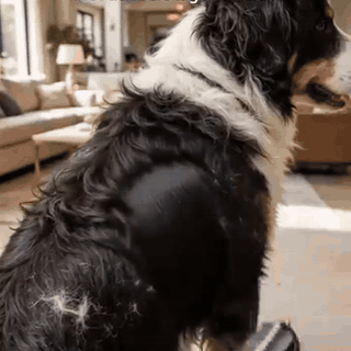 ontklitborstel-2-in-1-voor-hond-en-kat-ontklitten-2118-gifsec