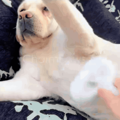 gif — NevelPaw™ Stoomborstel voor Hond en Kat – Koele Nevel tegen Losse Haren