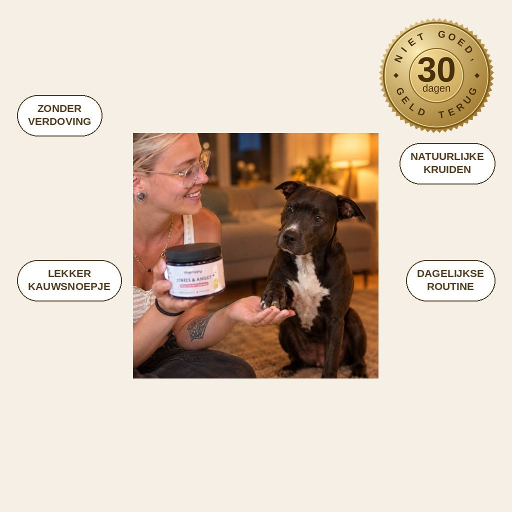 infographie — RustKauw™ – Kalmerende snoepjes voor honden